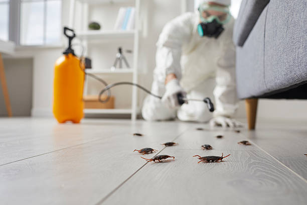 Commercial Kitchen Cockroach Control in Smyrna